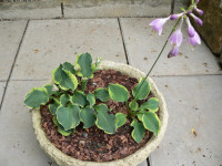 /album/fotogalerie-nabidka/hosta-smiling-mouse-a-hope-kv-jpg/